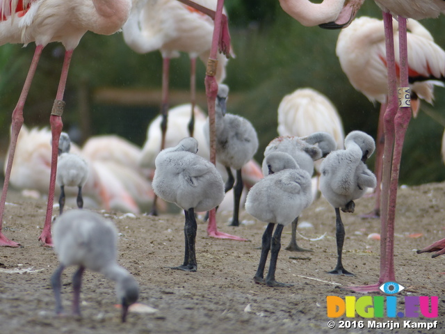 FZ029875 Greater flamingo chicks (Phoenicopterus roseus)